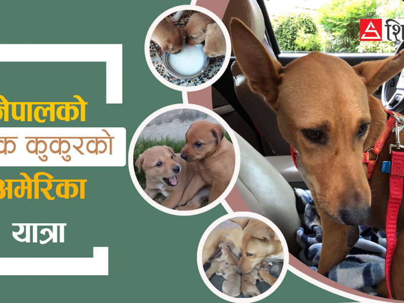 नेपालगञ्जको ‘सडकछाप’ कुकुरको अमेरिका यात्रा (भिडियाेसहित)