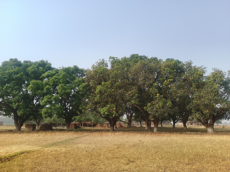 आँपमा मधुवा रोगको समस्याले किसान चिन्तित