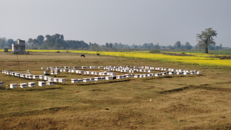 महबाटै करोडको कारोबार गर्दै आएका विनोद हमाल भन्छन्– पैसा विदेशभन्दा स्वदेशमा धेरै छ