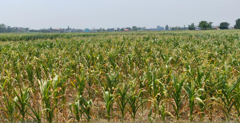 झापामा खडेरीले सुक्न थाल्यो मकै, चिन्तामा किसान