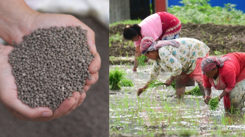 सधैँ मलको हाहाकार : सरकार भन्छ– अभाव होइन, वितरणमा समस्या