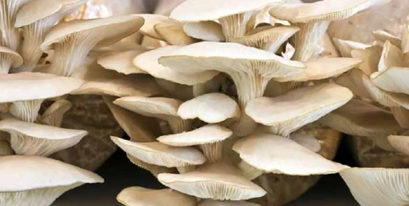 जंगली च्याउ खाँदा दाङमा तीन वर्षीया बालिकाको मृत्यु