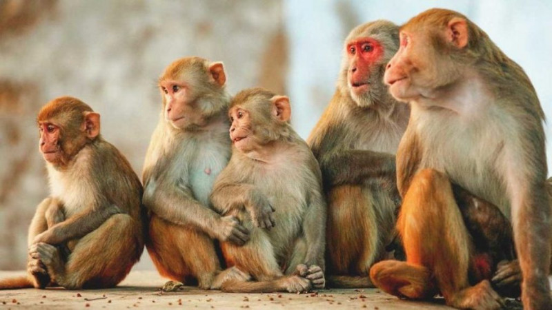 खेतमै टौवा बनाएर बाँदर धपाउँदै डडेल्धुराका किसान 