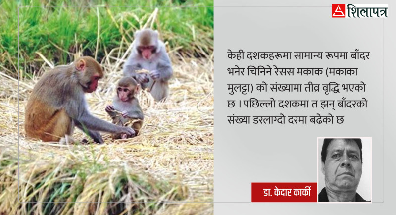 गाउँदेखि महानगरसम्मै बाँदर आतंक : कारण र समाधान