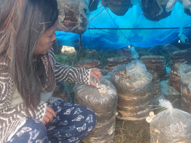 च्याउ बेचेरै लालमतीले कमाउँछिन् मासिक १ लाख