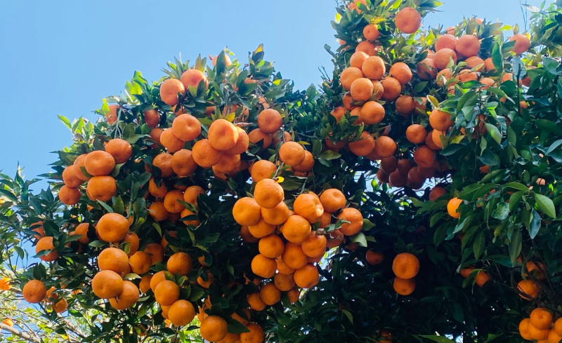 सिगानामा सुन्तला बिक्रीबाट ४ करोड भित्रियो