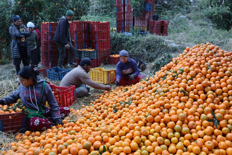 अन्नपूर्णका किसानले सुन्तला विक्रिबाट भित्र्याए ३ करोड ८८ लाख