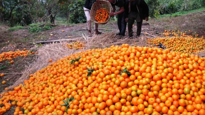 सुन्तलालाई राष्ट्रिय फल घोषणा गर्ने सरकारको तयारी 