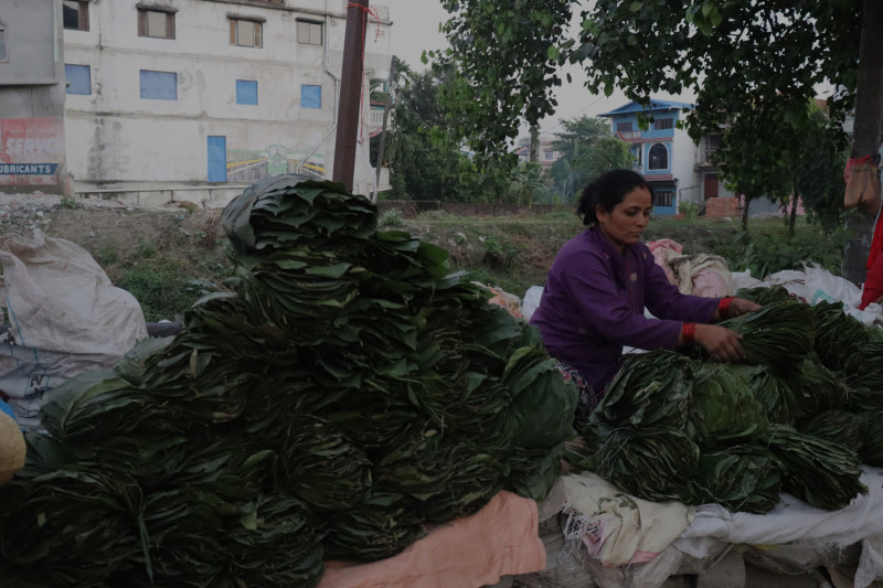 सालको पात बेचेर चाडपर्व खर्चको जोहो