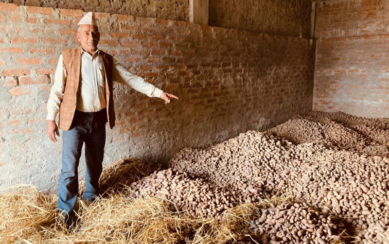 बागलुङमा आलु प्रवर्द्धन कार्यक्रमअन्तर्गत दुई हजार सात सय रोपनीमा विस्तार