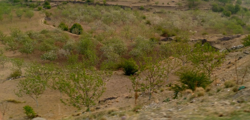 जुम्लाका बगैँचामा स्याउ फुल्न थाल्यो