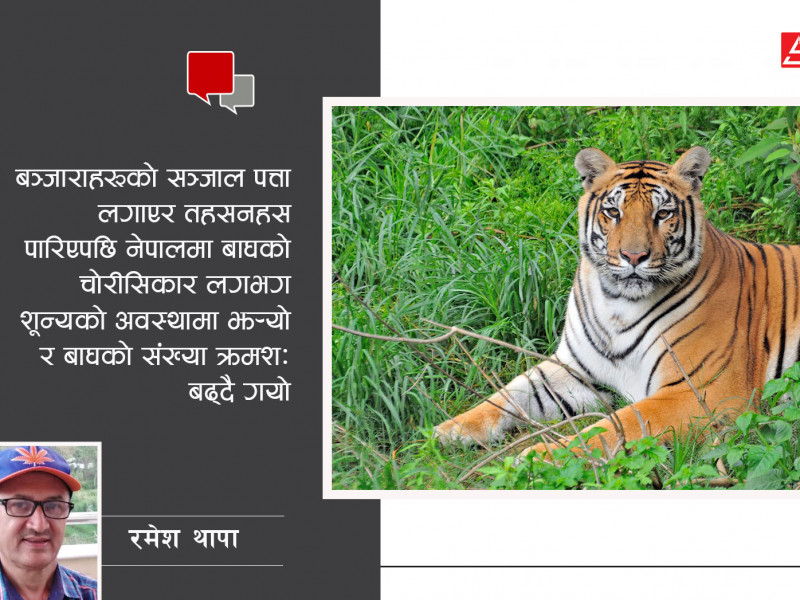 दोब्बर भयो नेपालमा बाघ, संरक्षणकाे त्यो 'मिसन बञ्जारा'