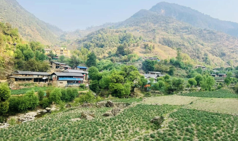 भाँगो र आलुसँग चामल साटेर गुजारा गर्दै बागलुङको रमुवाका बासिन्दा