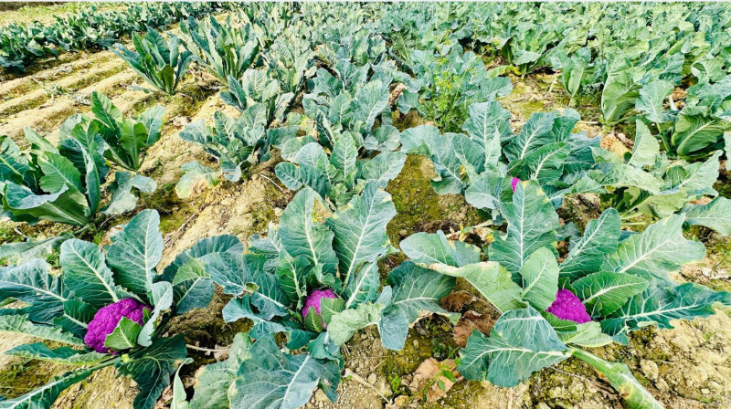 लहानका किसान रतन साहले फलाए रङ्गीन काउली, स्वाद पनि फरक