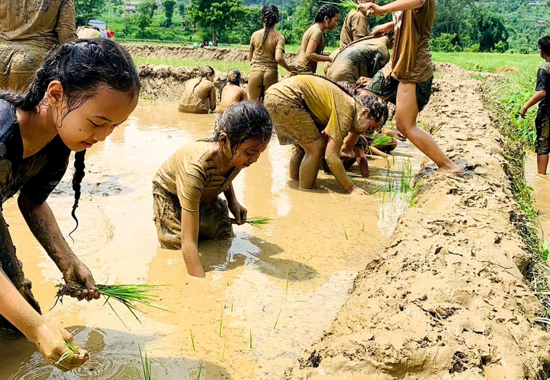 सिँचाइ नहुँदा किसानलाई आकाशे पानीकै भर, ५० प्रतिशत रोपाइँ मनसुनी वर्षाकै भरमा