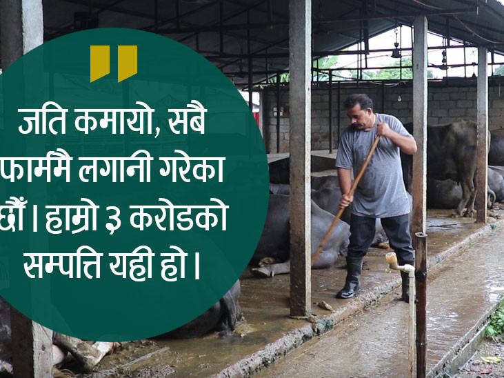 गाईपालनबाट सबै सम्पत्ति सिध्याएर कतार पुगेका शिवलाल, गाई पालेरै बने करोडपति