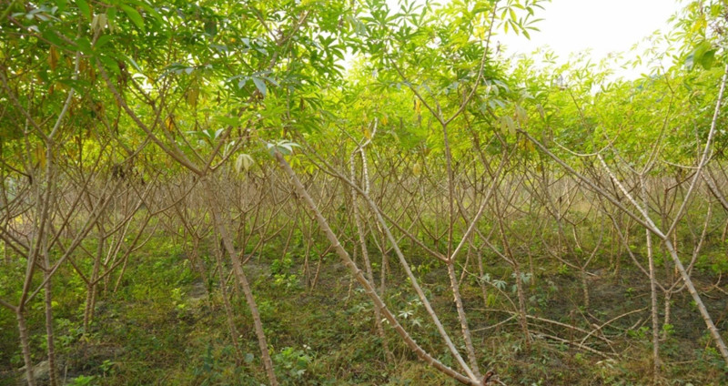 चुलाचुलीका किसान सिमलतरुल खेतीतर्फ आकर्षित