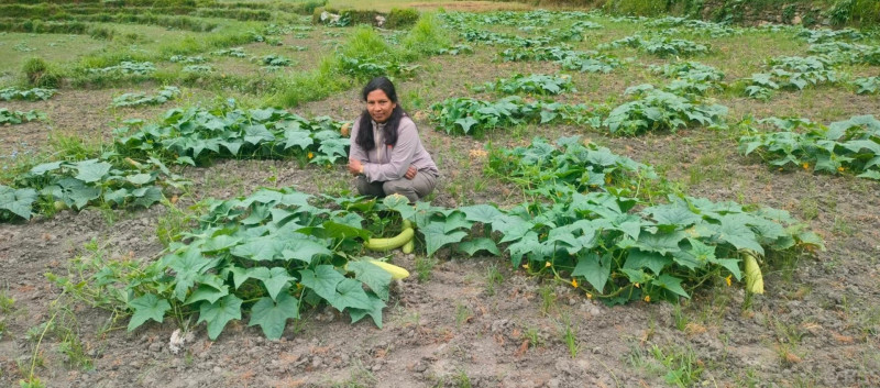 उपमेयर क्षेत्रीको लोभलाग्दो काँक्रा खेती