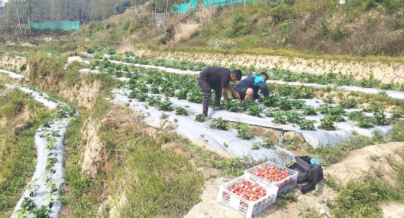 स्ट्रबेरीको माग देखेर उत्साहित छन् कमल