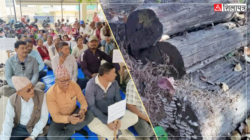 सुदूरपश्चिमका वनमा कुहिँदै १८ लाखभन्दा बढी क्युफिट काठ, आन्दोलनमा उपभोक्ता