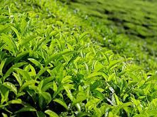 नेपाली चिया भारतको स्वीकृतिपछि विदेशी बजारमा, गुणस्तरमा जहिल्यै प्रश्न