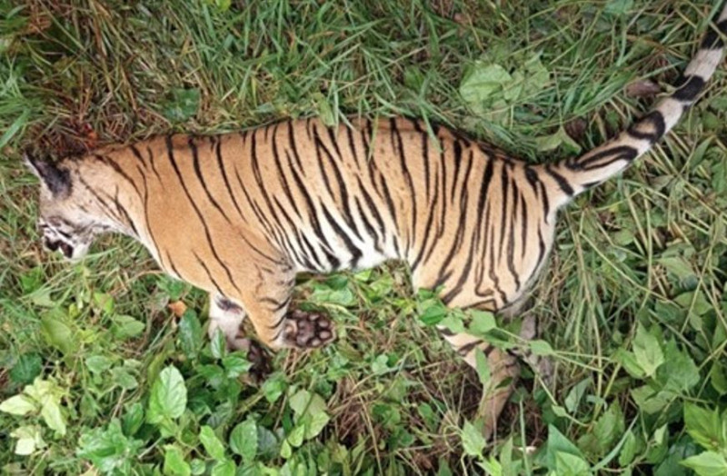 पर्साको ठोरीमा मृत भेटियो पाटेबाघ