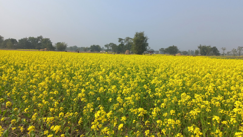 एउटै पालिकामा २५ सय बिघामा तोरी खेती