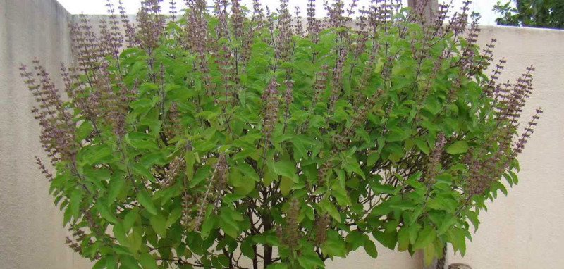 आज हरिशयनी एकादशी, तुलसीको बिरुवा सारिँदै