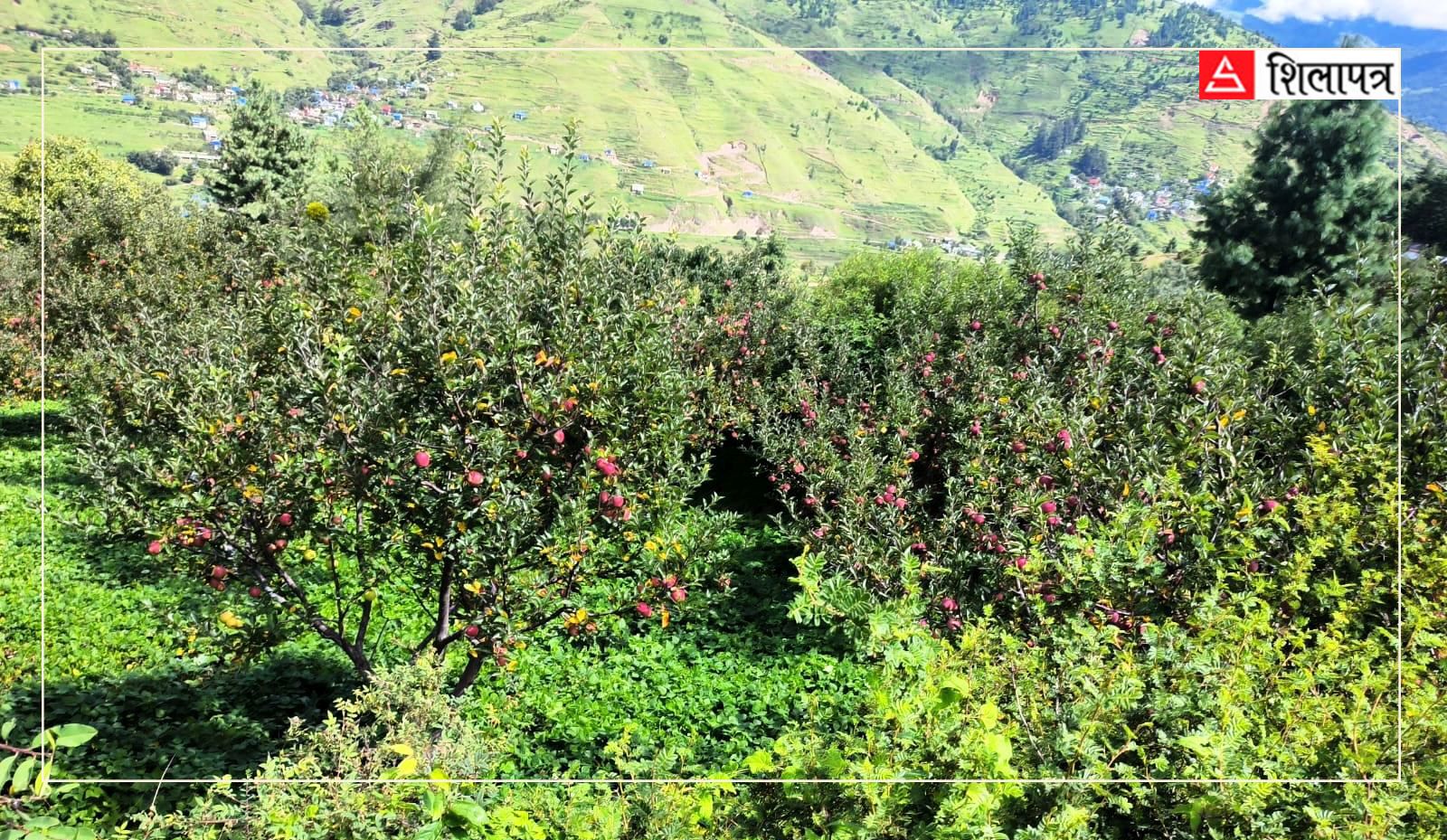 मौसमी रिपोर्टलाई लिएर जुम्लाका स्याउ किसान र बीमा कम्पनीबीच टकराव