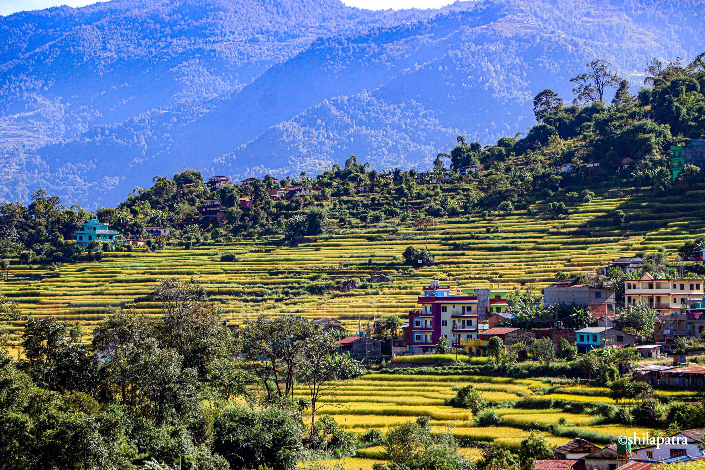 बागलुङकाे कुँडुलेमा पाक्यो धान (तस्वीरहरू)