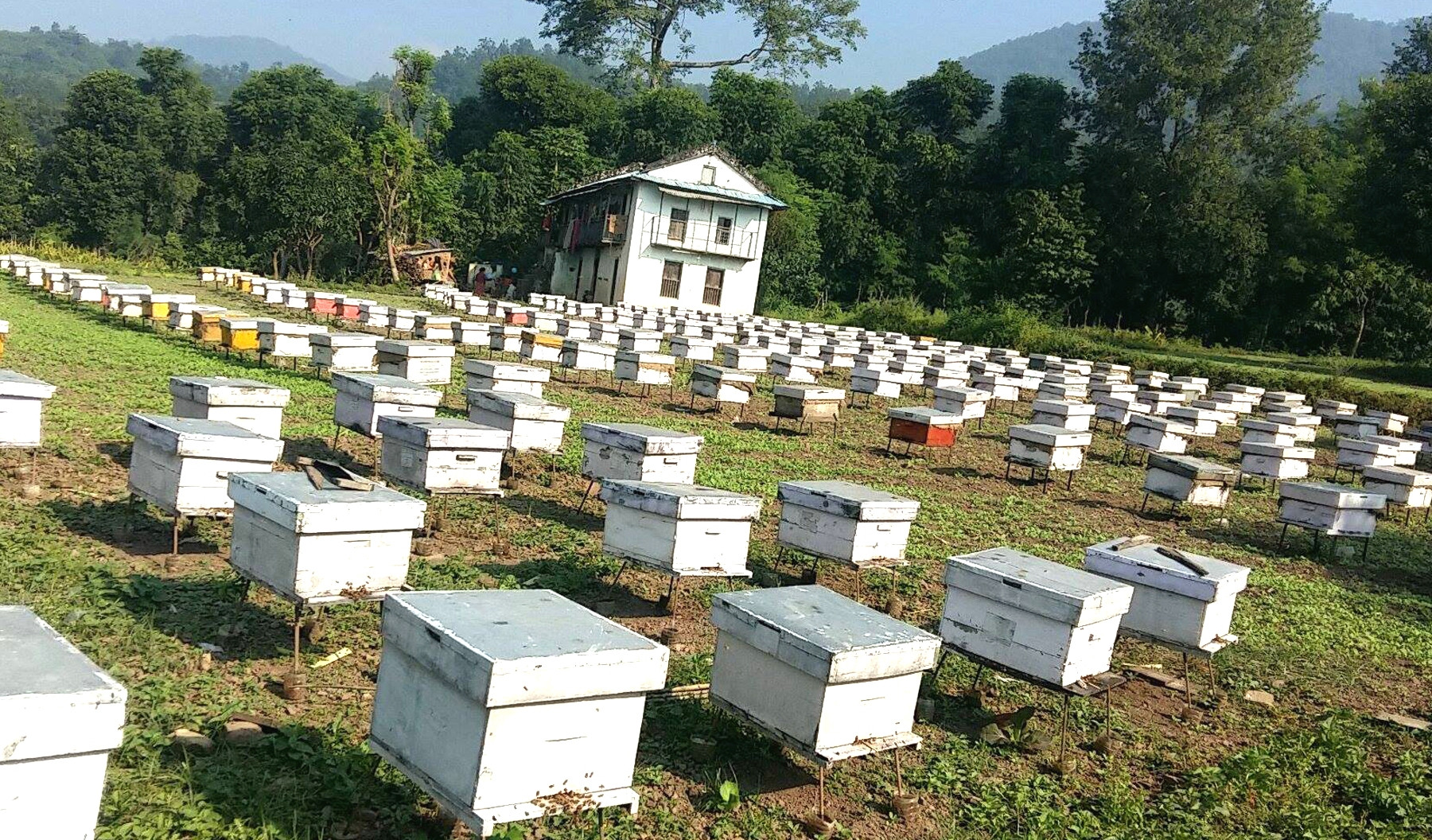 रत्ननगरमा चरन क्षेत्रका मौरीघार बाढीले बगायो, ६० लाख रुपैयाँबराबरकाे क्षति