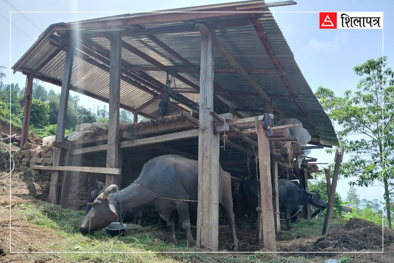 कर्णालीमा सरकारी अनुदानको दोहन : आठ करोडमा किनिएका भैँसी कहाँ हराए ?