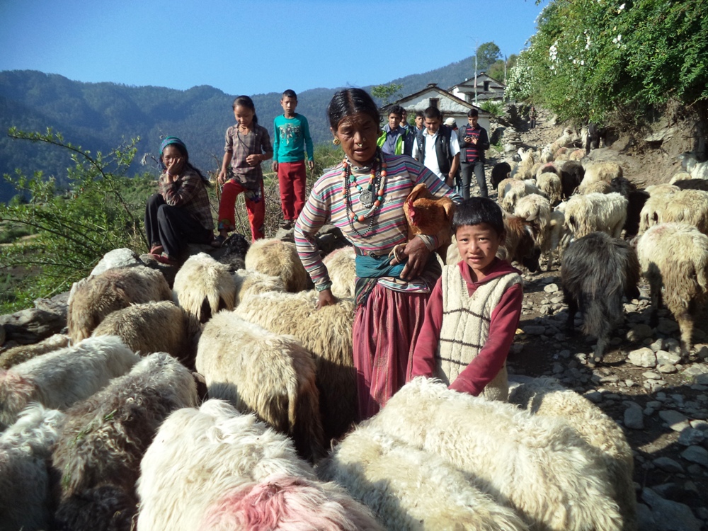 हिमालबाट ओरालिँदै भेडा च्याङ्ग्रा