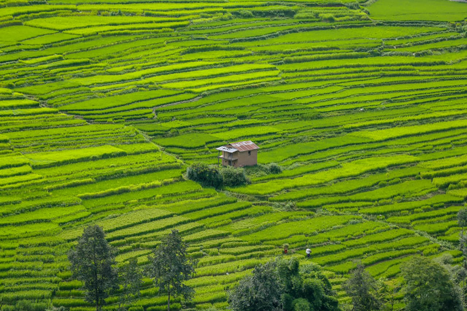 ललितपुरका हरियाली खेतको मनमोहक दृश्य (तस्वीरहरू)
