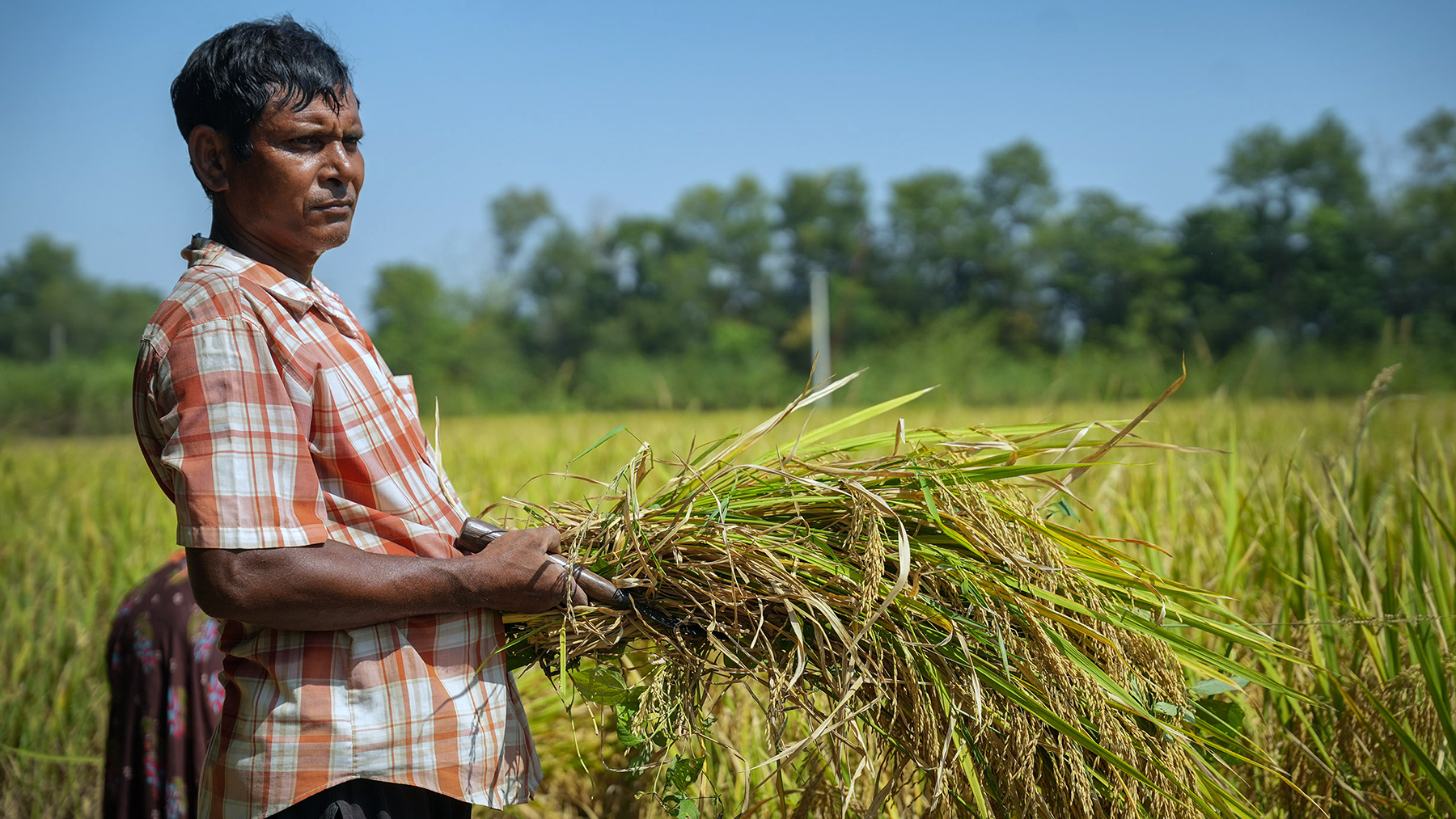 बर्दियाका किसानलाई धान भित्र्याउने चटारो (तस्वीरहरू)