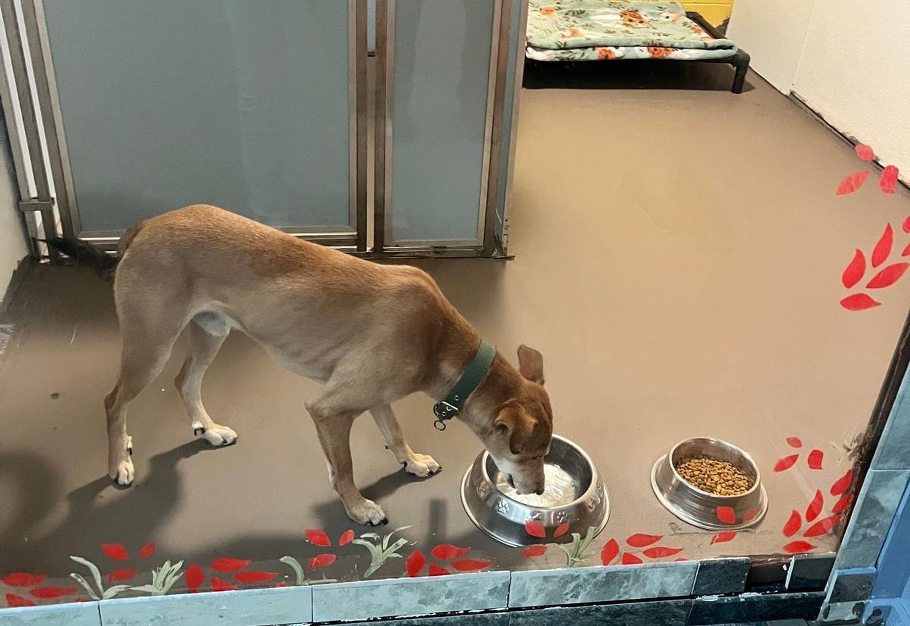 चितवनमा छाडा छोडिएको कुकुर अमेरिका पुगेपछि...