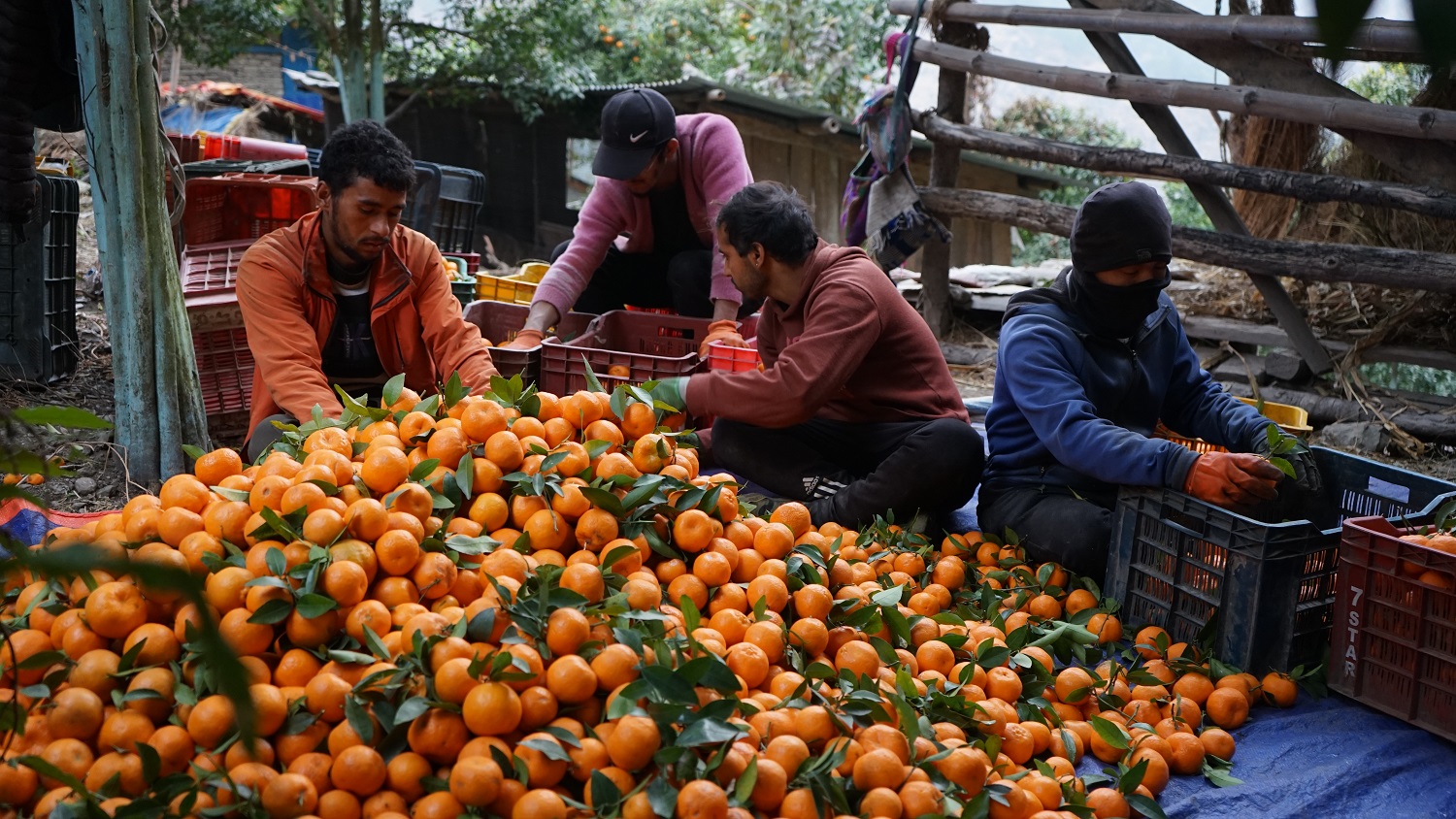 किसानले माघ लागेपछि बल्ल टिप्न थाले सुन्तला