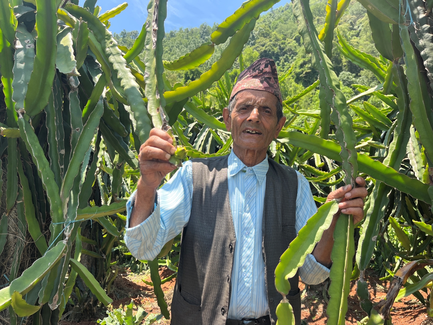 ७७ वर्षीय बालकृष्णको कृषिमोह: ड्रागन फ्रुट खेतीबाट कमाउँछन् वार्षिक १० लाख