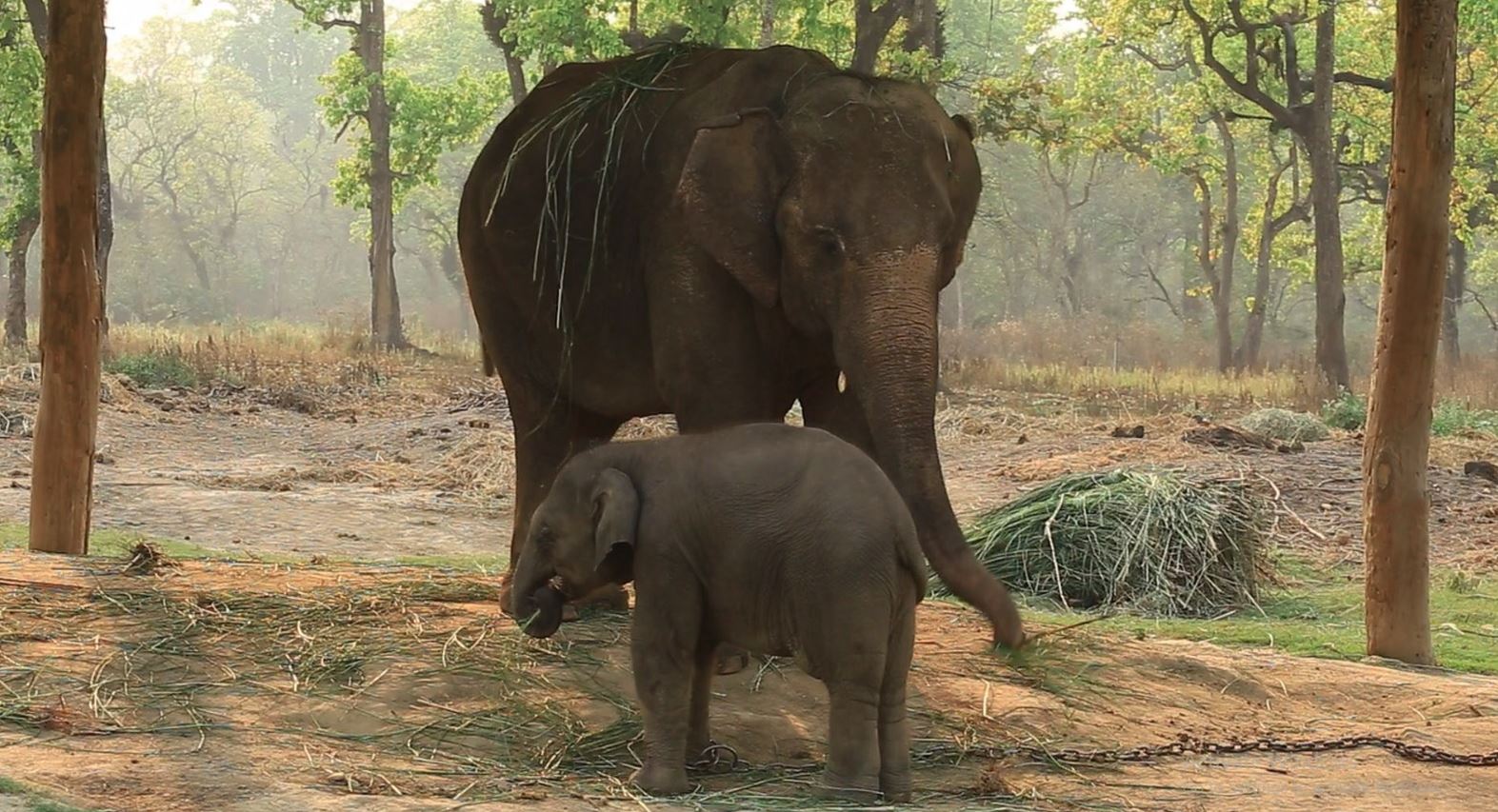 कोशी प्रदेशमा बढ्दै हात्ती आतंक, २० वर्षमा ९७ जनाको मृत्यु