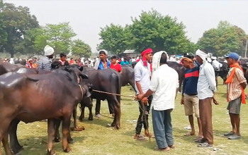 लाेप हुँदै गाेरु, पशु हाटबजारमा पनि भेटिँदैनन्