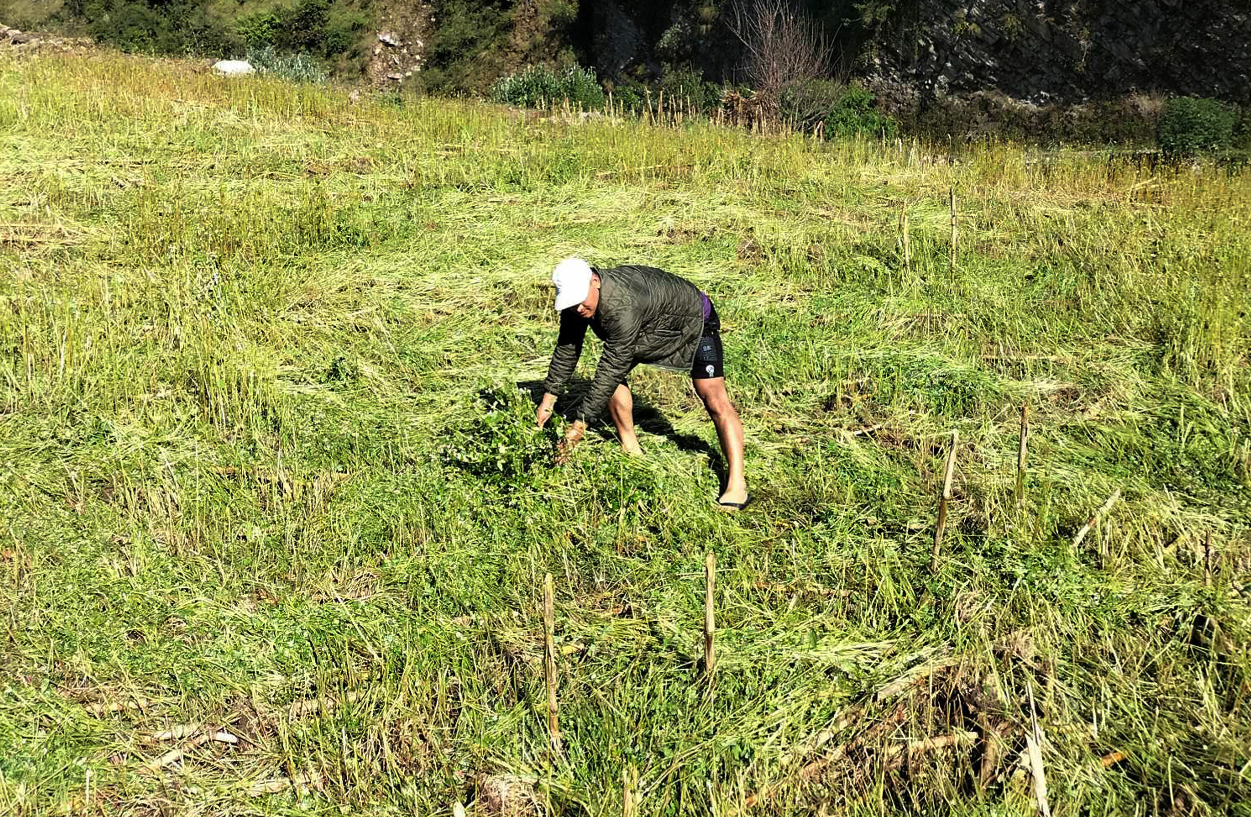 ढोरपाटनमा बेमौसमी वर्षाले फापरखेती नष्ट