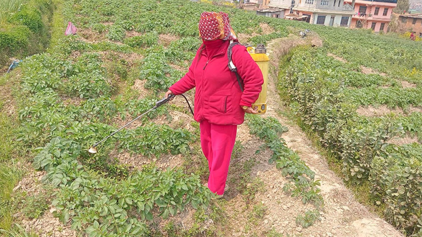 खेतबारीमा जथाभावी घातक विषादी, मानव स्वास्थ्यमा हानि (भिडियो)