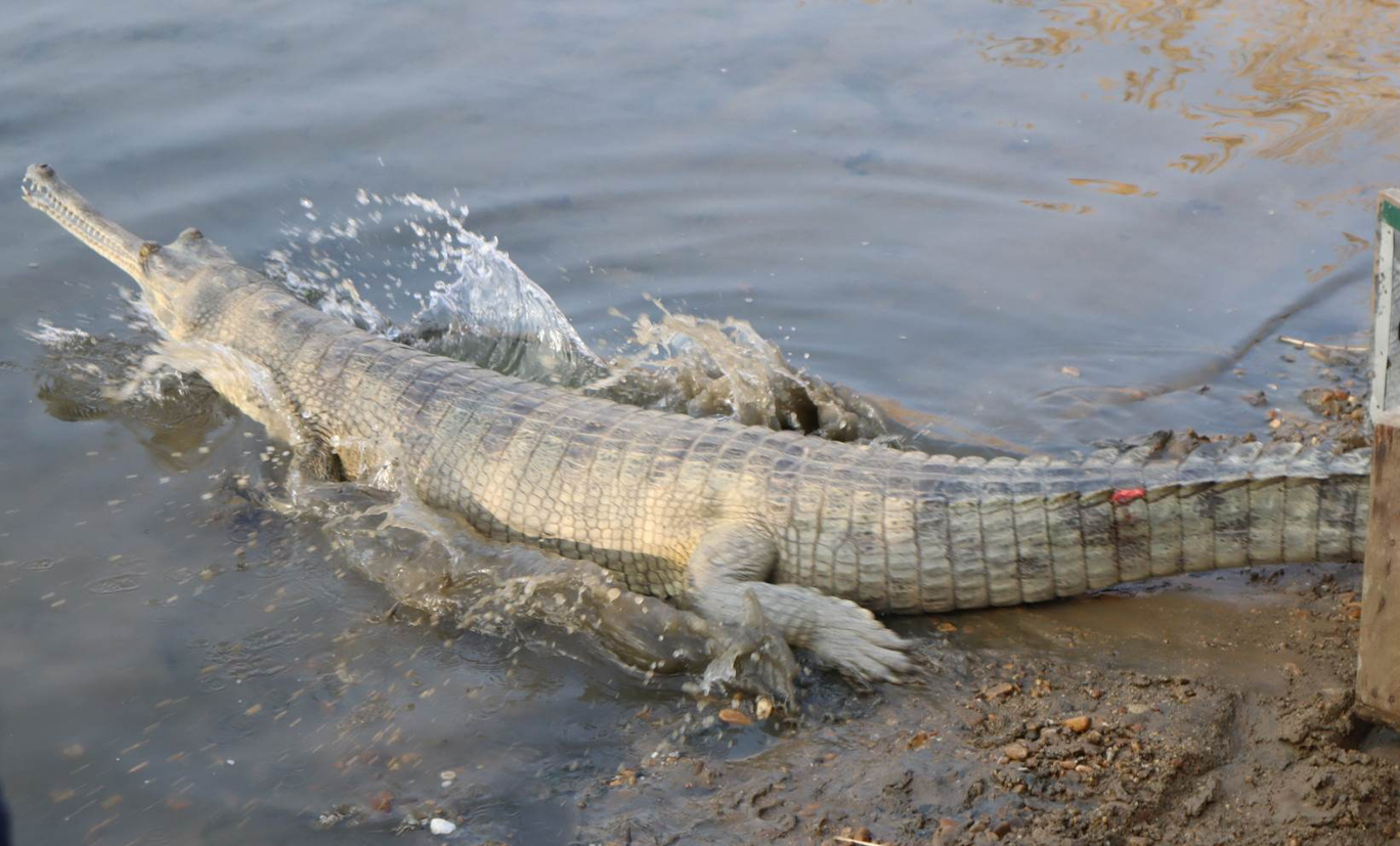 राप्ती नदीमा रहेका गोहीका गुँडबाट १९५ अण्डा संकलन