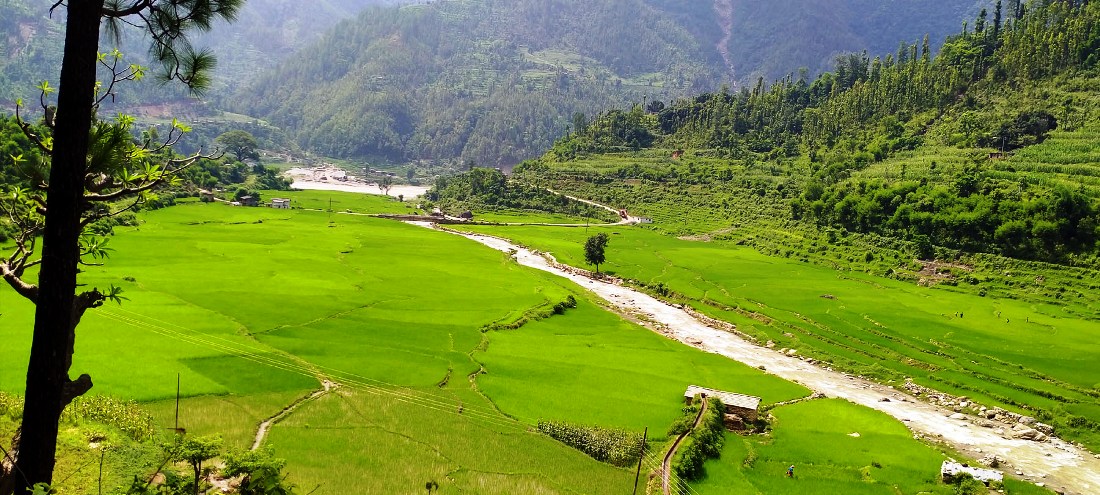 जुम्लाका किसानलाई मार्सी धान गोडमेलको चटारो