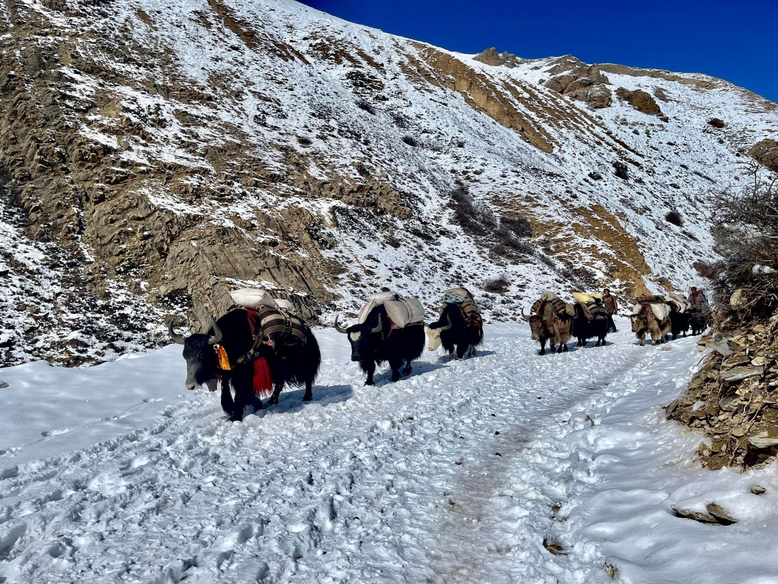 हिउँ छिचोल्दै उपल्लो डोल्पामा गरियो खाद्यान्न ढुवानी 