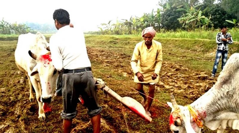 तिहारको चौँथो दिन : आज गाेवर्द्धन पूजा
