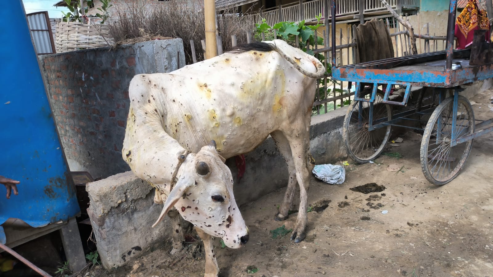 मधेशका पशुमा लम्पी स्किन रोगको प्रकोप बढ्यो