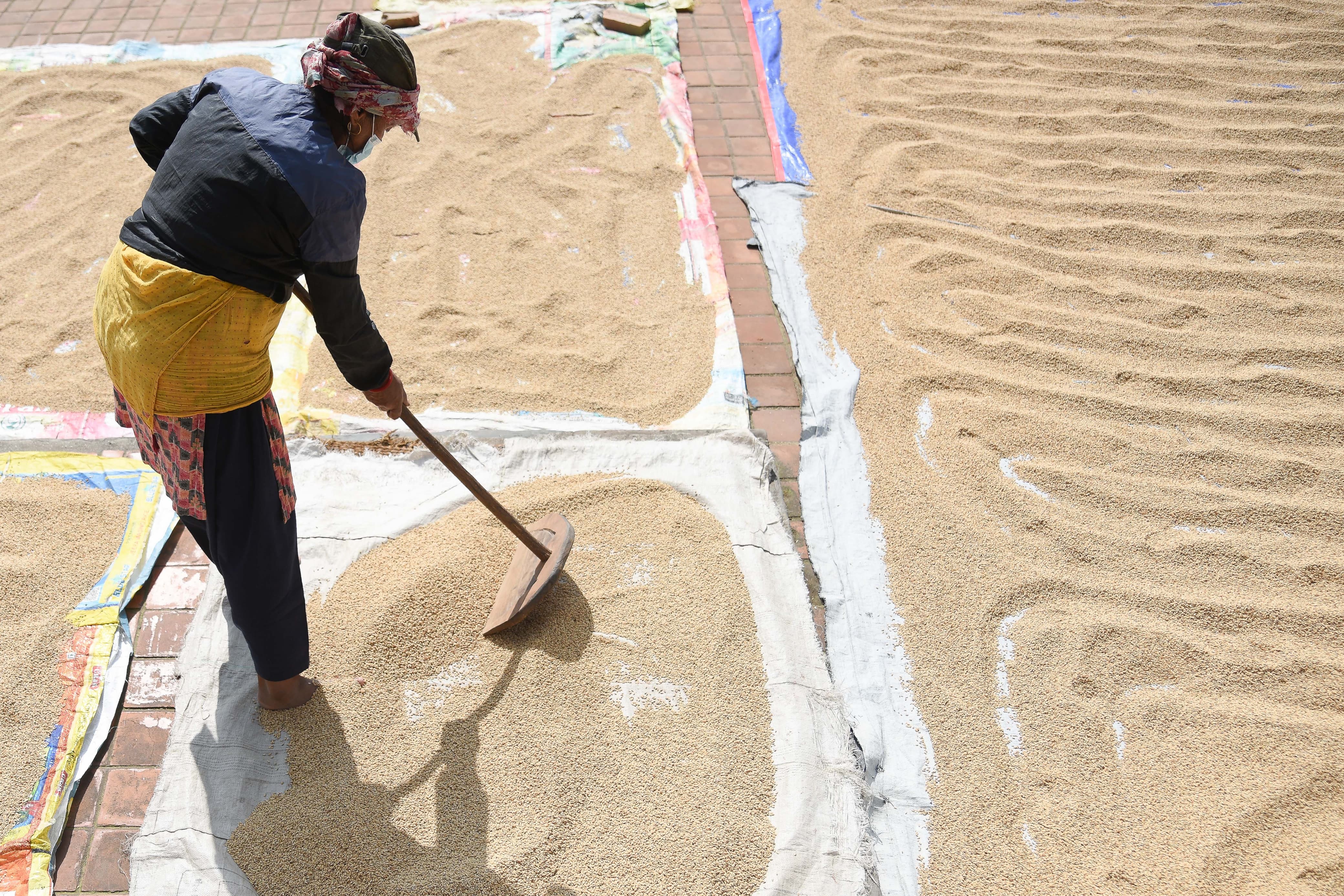 कीर्तिपुरका किसानलाई धान सुकाउने चटारो (तस्वीरहरू)