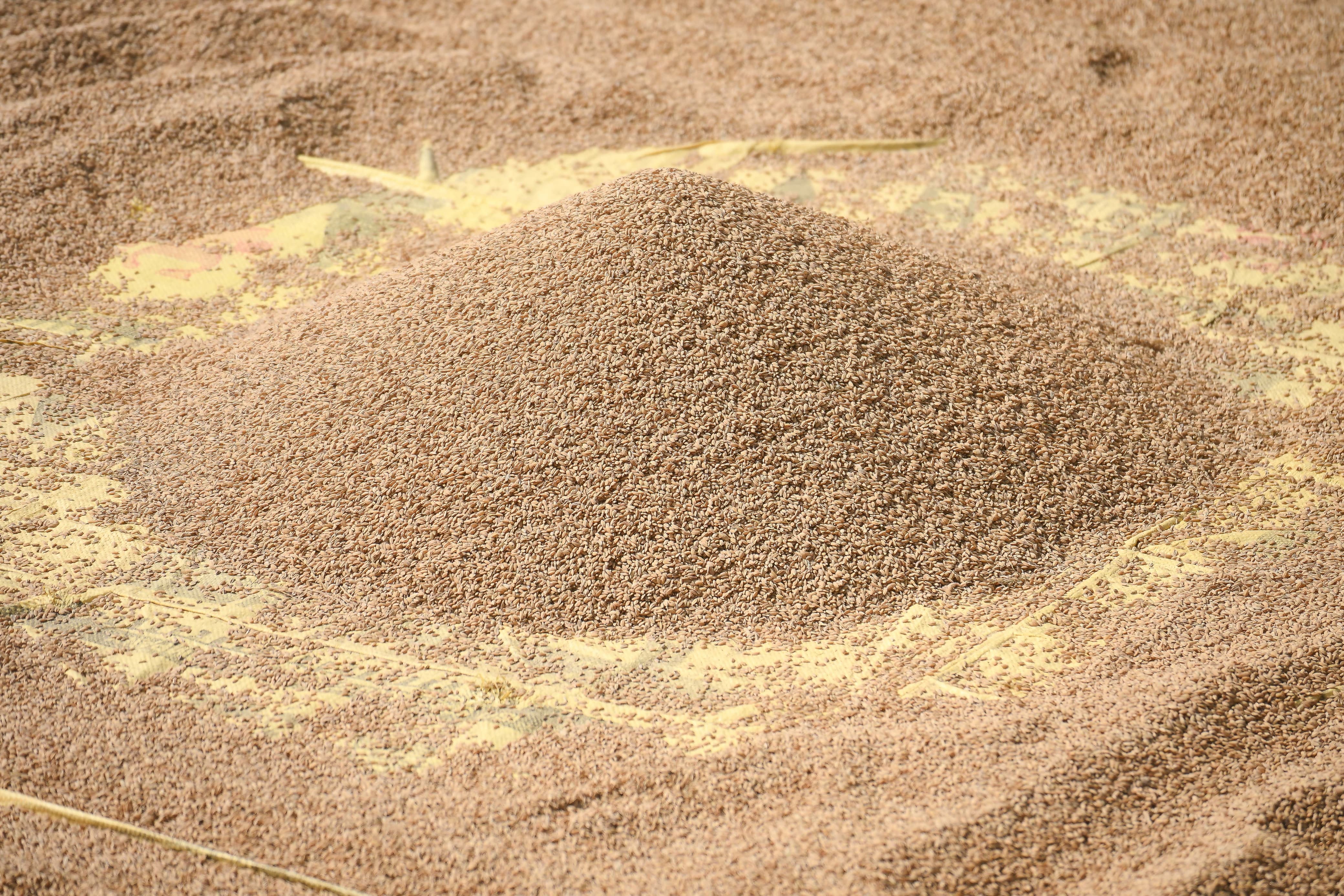 सुदूरपश्चिममा धान उत्पादन:  क्षेत्रफल घट्यो, उत्पादकत्व वृद्धि