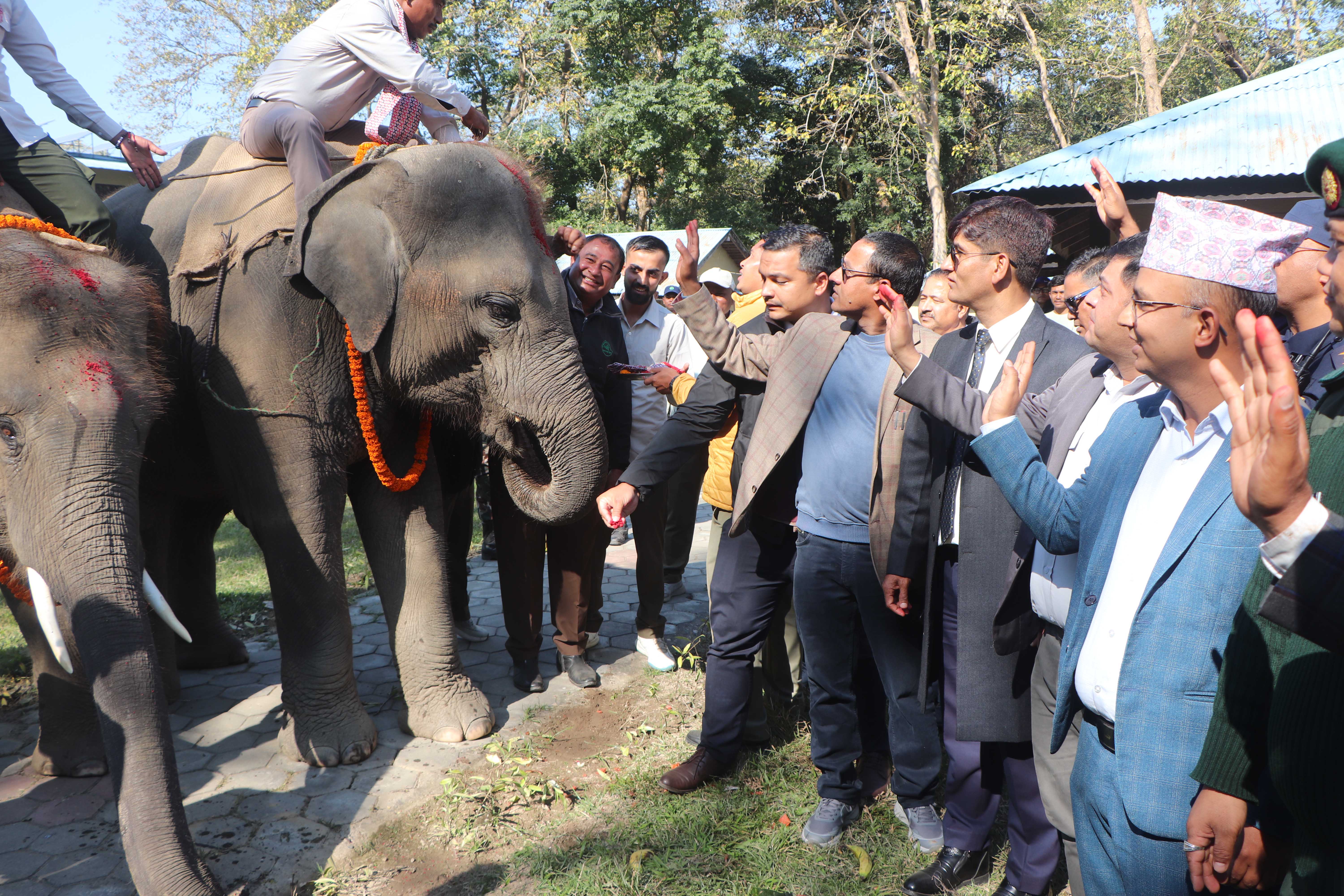 कतार पठाउन लागेका दुई हात्तीको चितवनबाट बिदाइ
